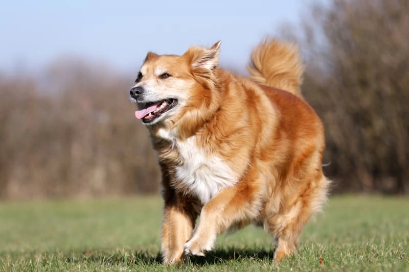 Exploring Pain Management Options While Traveling With Senior Pets