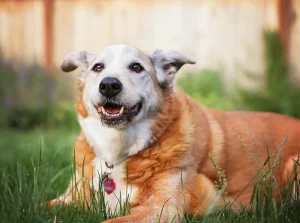Pain management options for senior pets